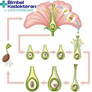 Persilangan monohibdrid dan dihibidrid, Contoh Soal & Pembahasan | Biologi Kelas 12 SMA